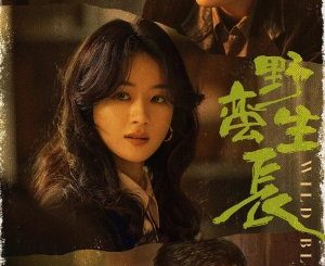 Download Drama China Wild Bloom Subtitle Indonesia